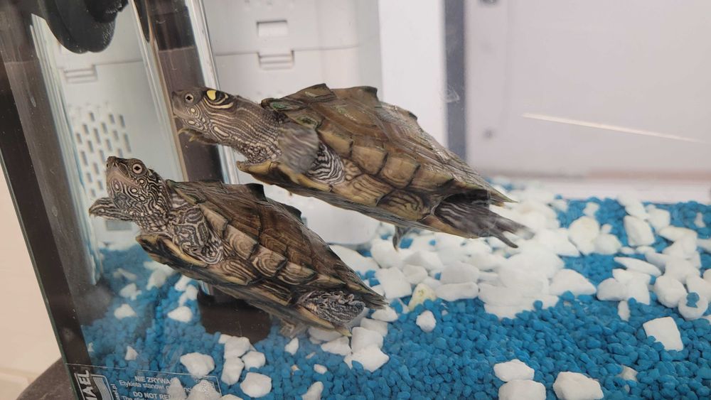 Vând două broaște țestoase