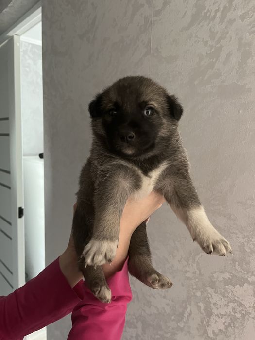 Щеночек бесплатно