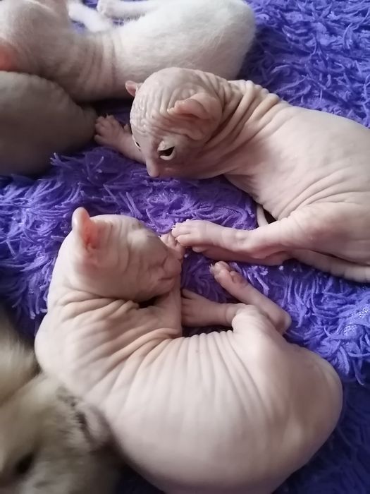 Котята сфинксы-эльфы