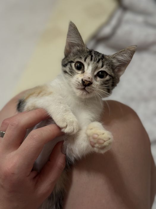 Котята ищут дом
