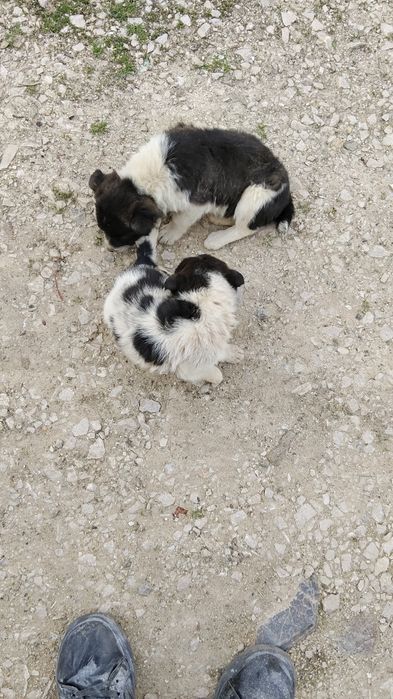 Donez căței frumoși