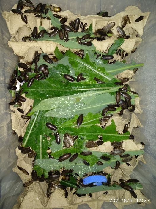 Тараканы мраморные