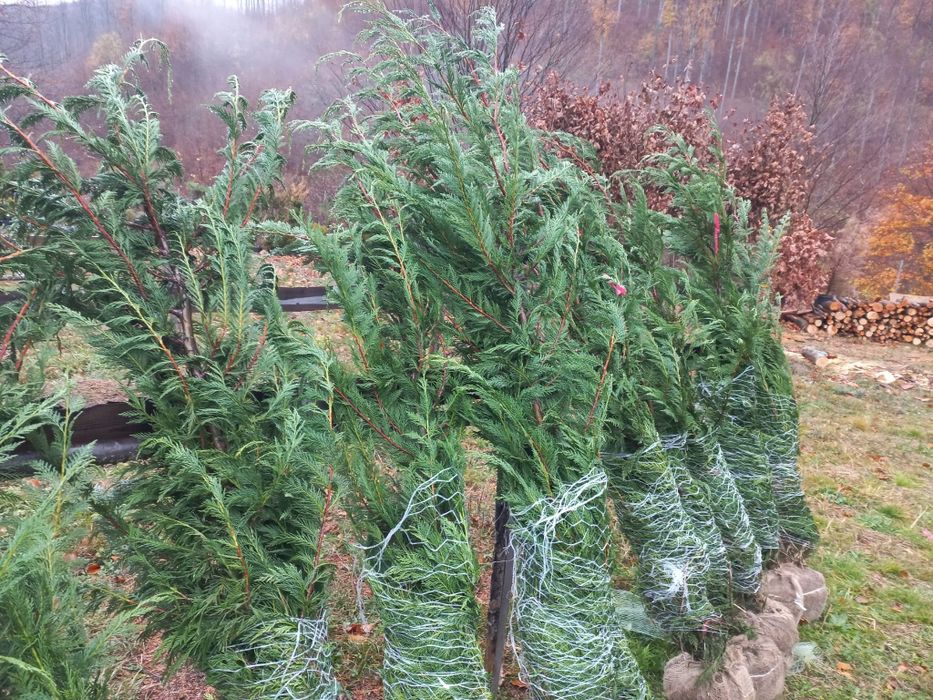 Plante ornamentale