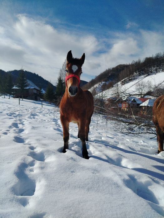 Vând mânză de 8 luni