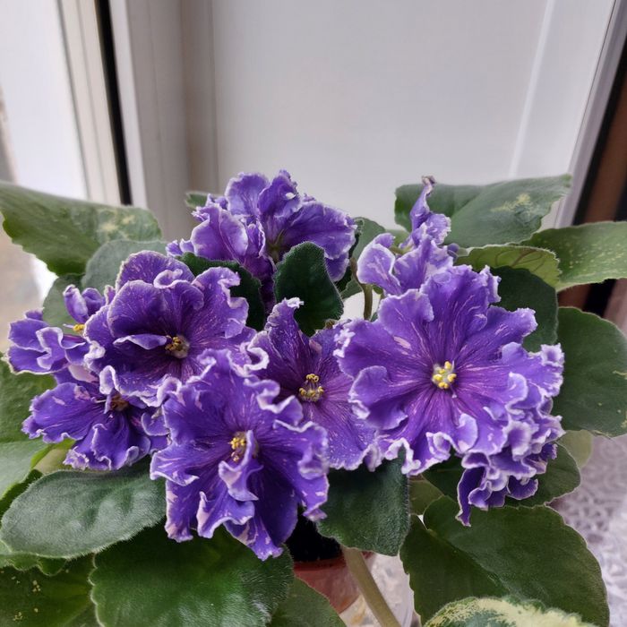 Фиалки ,листочки 500тг