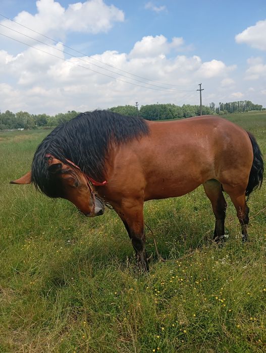 Vând cârlană de doi ani ,preț 9500 lei ,ușor negociabil