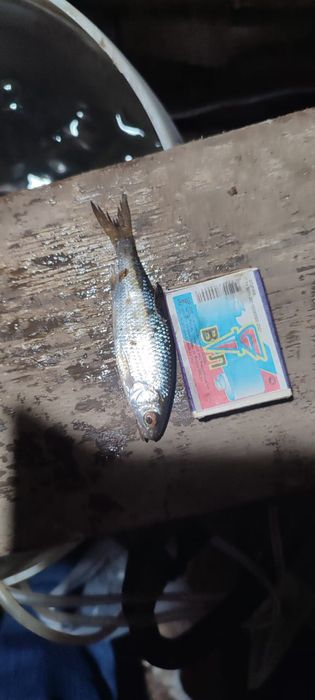 Малёк Живец Сорга