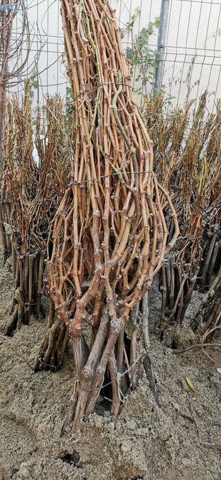 Butasi vita de vie direct de la producător