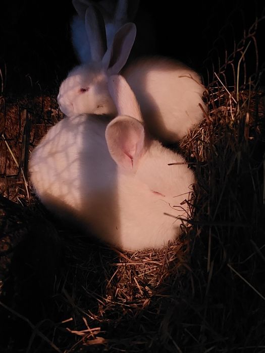 Кролики белый великан 1.5 мес