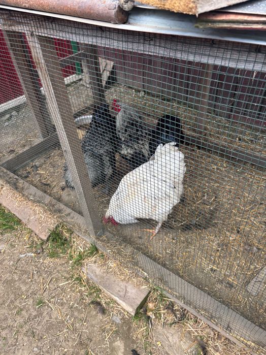 Cocosi Voinici si Sanatosi