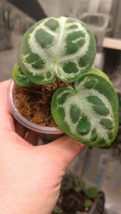 Антуриум Дораяки Сильвер