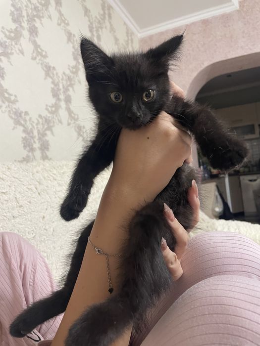 Котенок отдадим бесплатно . В добрые руки .