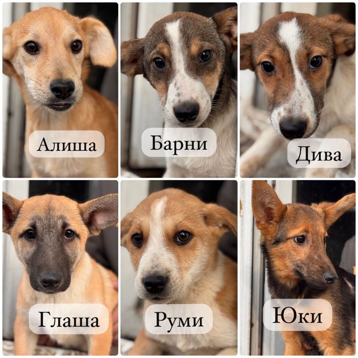 Собаки ищут семью