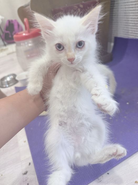 Отдам котенка в добрые руки