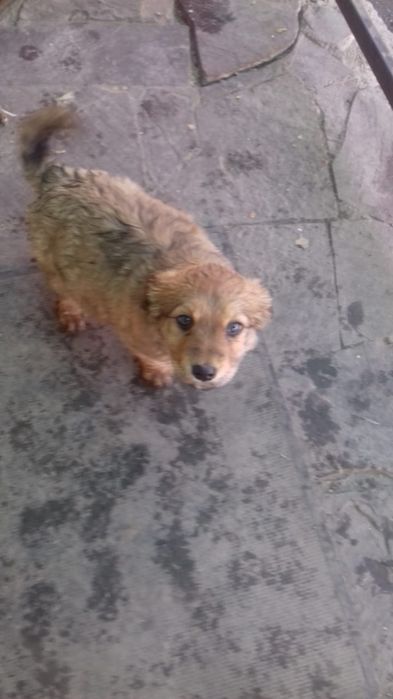 Отдам щенка девочку