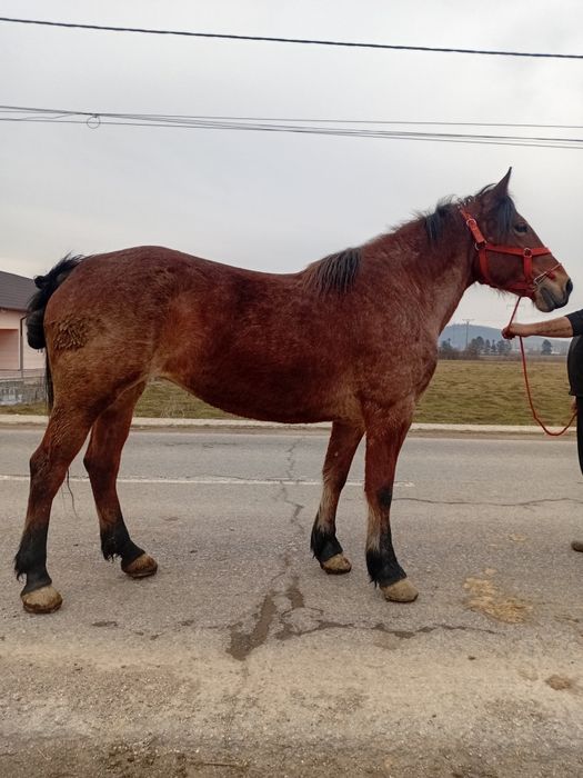 Vând iapă de 7 ani cu acte