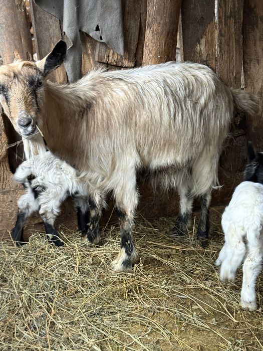 Vand capra cu 2 iezi