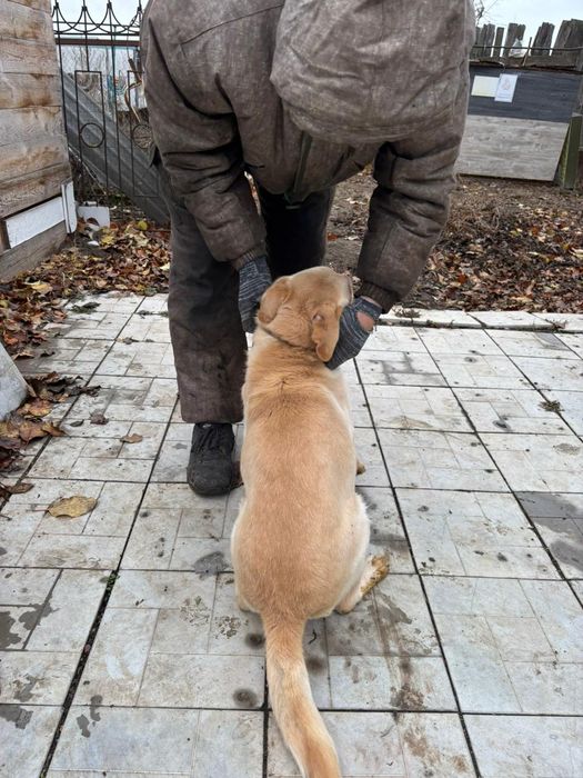 Отдам бесплатно Лабрадора