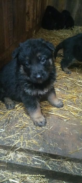 Щенки немецкой овчарки