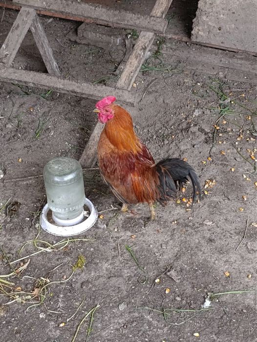 Продам Карликовых петухов