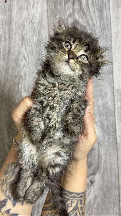 Котенок вислоухий