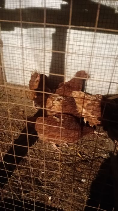 Куры молоденькая