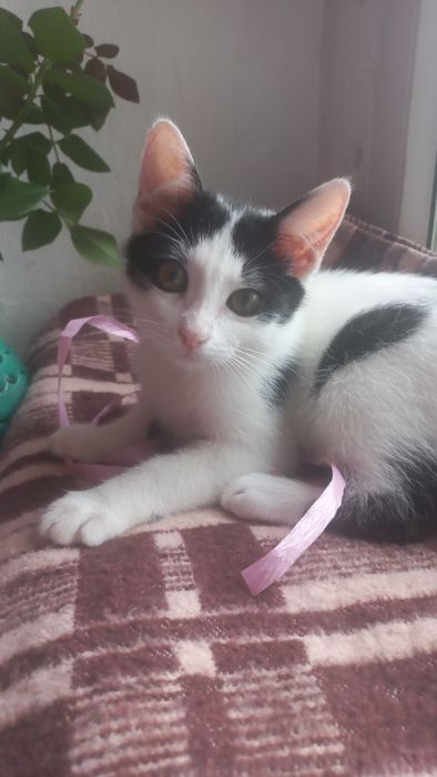 Котёнок мальчик очень игривый