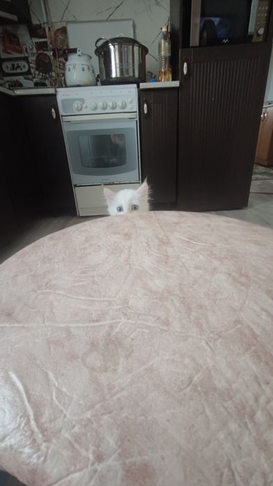 Котик в добрые руки