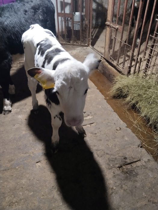 Продам теленка .