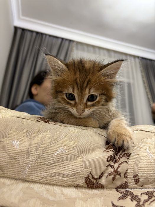 Отдам в добрые руки, маленький котенок