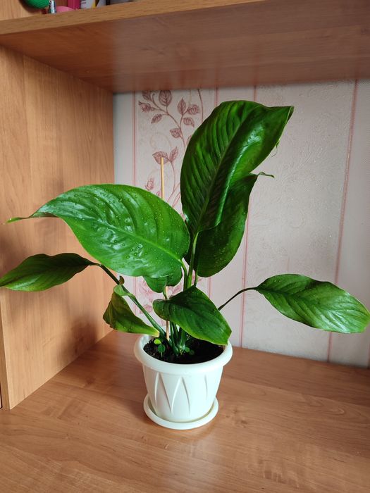 Продам комнатные цветы