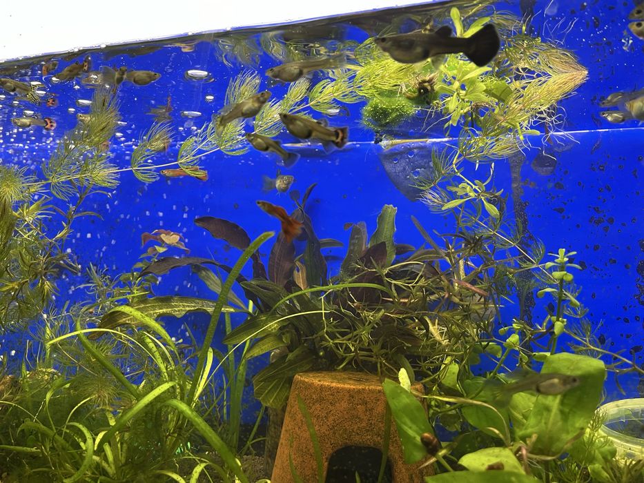 Продам гуппи микс