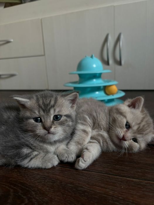 Продается котенок девочка шотландка.