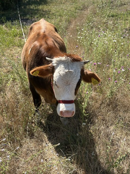 Vaca alb cu maro in varsta de 1 an nefatata