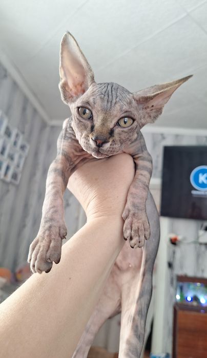 Канадский Сфинкс, девочки