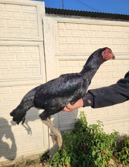 Дакан макиёнлар 3 та ва 5 та жужа  макиён 4 кг тепа тухумда