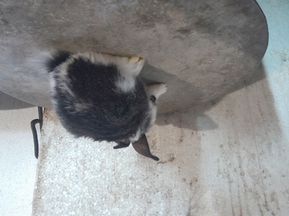 Кролики уральск, смесь строкача