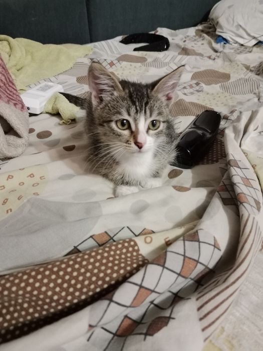 Котёнок игрунья.