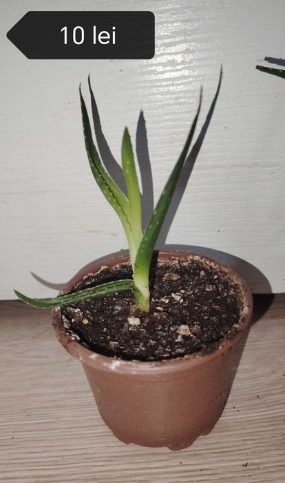Floare ghiveci yucca. Trimit în tara.