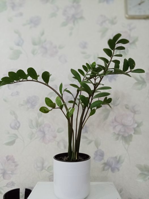 Нейлон жопы порно