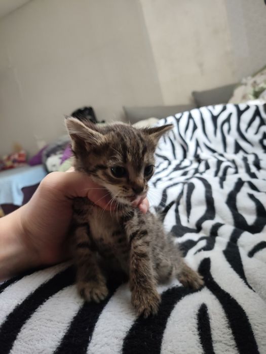 Отдам котят в добрые руки