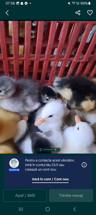 Rate polare 10 lei buc