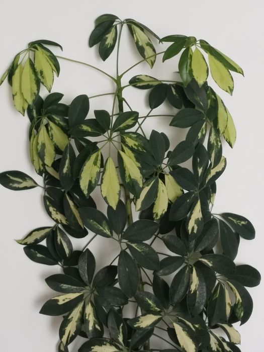 Домашние цветы Шефлера