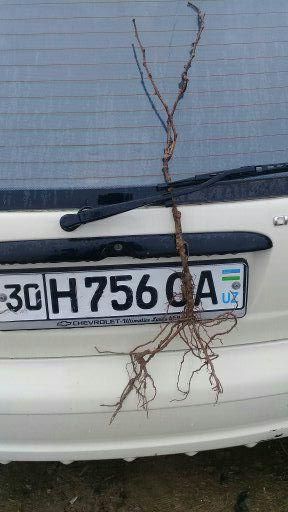 Кора кишмиш узум кучатлари