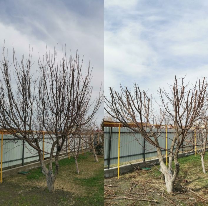 Обрезка плодовых деревьев