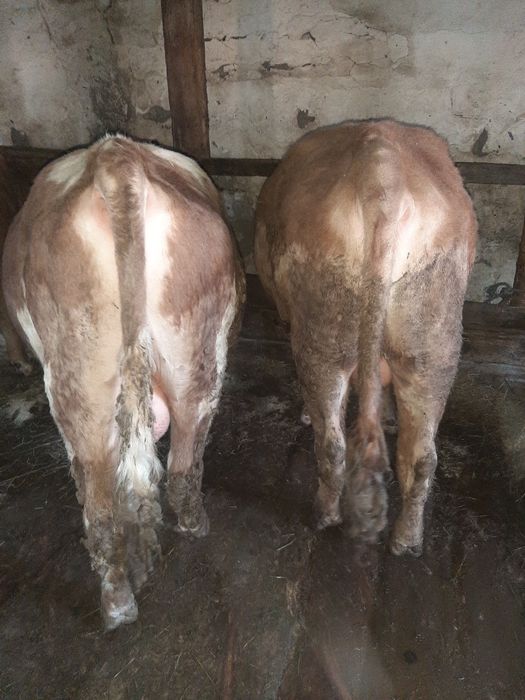 Бычки  на мясо обращайтесь