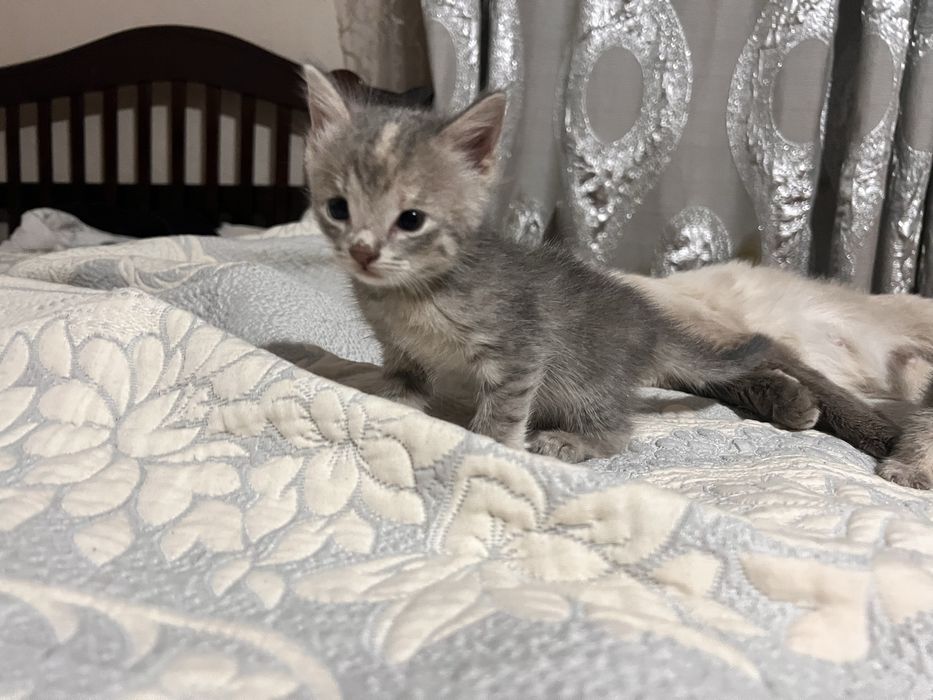 Отдам котят девочек