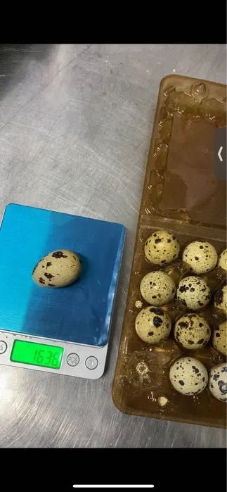 Яйца перепелиное свежие