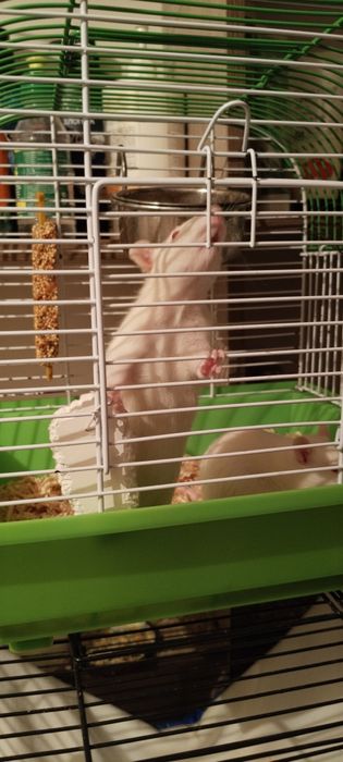 Продам крысят Альбиносов.