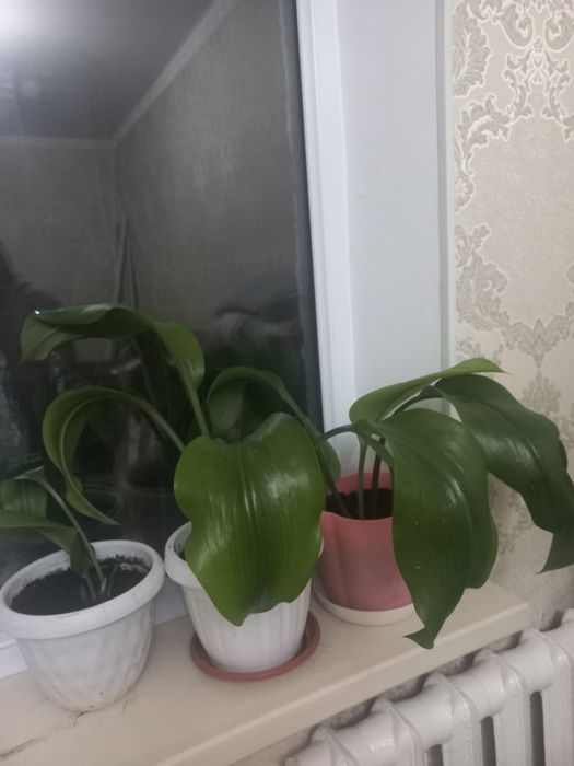 Цветы комнатные  красивые